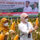 Per 15 Desember 2012, Sebanyak 17 Ribu Ton Jagung Petani  Dalam negeri  Sudah Terserap BULOG