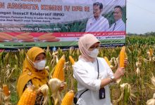 Per 15 Desember 2012, Sebanyak 17 Ribu Ton Jagung Petani  Dalam negeri  Sudah Terserap BULOG