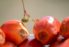 Kemamputelusuran Bagi Sinar Mas Agribusiness and Food Merupakan Kunci Penting