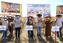 KNPI Gorontalo Kembangkan Budidaya Jagung untuk Masa Depan Ekonomi Daerah