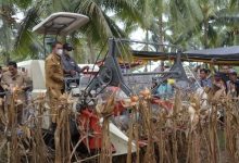 Panen Jagung Perdana di Desa Ombulo Bagi Penjagub Hamka Sangat Istimewa