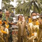 Nelson Katakan Produksi Jagung di Gorontalo Alami Peningkatan Luar Biasa