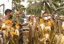 Nelson Katakan Produksi Jagung di Gorontalo Alami Peningkatan Luar Biasa