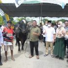 Idul Adha Tahun Ini Giliran Kabupaten Pohuwato dapat Bantuan Sapi dari  Presiden