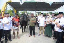 Idul Adha Tahun Ini Giliran Kabupaten Pohuwato dapat Bantuan Sapi dari  Presiden