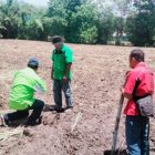 Penanaman Sereh Wangi di Gorontalo Terus Berlanjut, Kini di  Lahan Milik CV Berkah Wangi Persada