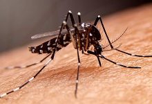 Tingginya Kasus DBD,Masyarakat di Gorontalo Diminta Waspada