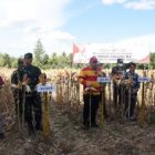 Penjagub Ismail Harapkan Jagung yang Dipanen Bisa Tingkatkan Pendapatan dan Kurangi Kemiskinan Petani