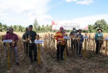 Penjagub Ismail Harapkan Jagung yang Dipanen Bisa Tingkatkan Pendapatan dan Kurangi Kemiskinan Petani