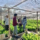 DAS Provinsi Gorontalo bekerjasama dengan BPDAS Lakukan Pendampingan Kebun Bibit Rakya