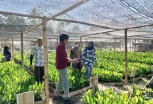 DAS Provinsi Gorontalo bekerjasama dengan BPDAS Lakukan Pendampingan Kebun Bibit Rakya