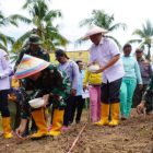 Gerakan Tanam Padi Gogo dan Jagung Jadi solusi Atasi Darurat Pangan di Gorontalo